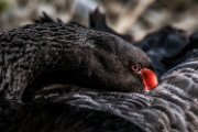 bru-cigno_nero06