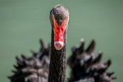 bru-cigno_nero08