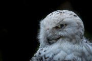 bru-civetta_017