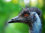 bru-emu000