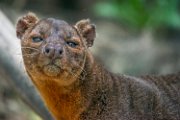 bru-fossa05