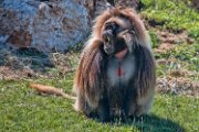 bru-gelada01
