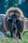 bru-gelada03