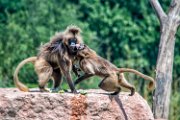 bru-gelada10