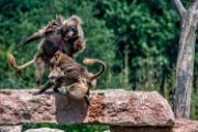 bru-gelada11