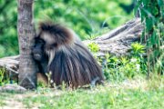 bru-gelada15