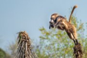bru-gelada25