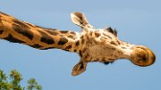 bru-giraffa05 (2)