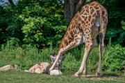 bru-giraffa11