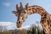 bru-giraffa21