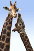 bru-giraffa_hdr005