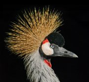 bru-gru_coronata001