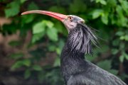 bru-ibis-eremita01