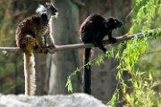 bru-lemure_macaco04