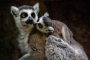 bru-lemuri-catta01a