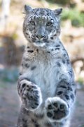bru-leopardo_nevi116