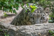 bru-leopardo_nevi62