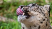 bru-leopardo_nevi83