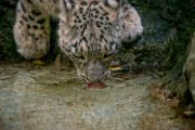 bru-leopardo_nevi85
