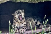 bru-leopardo_nevi95