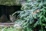 bru-leopardo_nevi96