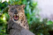bru-leopardo_nevi_02a