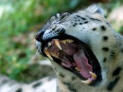 bru-leopardo_nevi_04