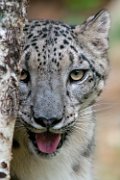bru-leopardo_nevi_05
