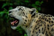 bru-leopardo_nevi_12