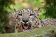 bru-leopardo_nevi_15