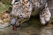bru-leopardo_nevi_16