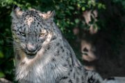 bru-leopardo_nevi_24