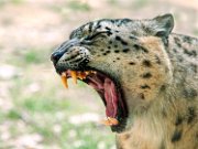 bru-leopardo_nevi_30