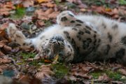bru-leopardo_nevi_37