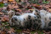 bru-leopardo_nevi_39