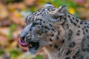 bru-leopardo_nevi_40