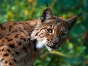 bru-lince02