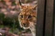 bru-lince14