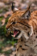 bru-lince15