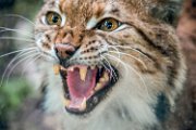 bru-lince28