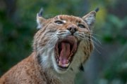 bru-lince37