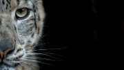 bru-occhio-leopardo-nevi