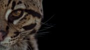 bru-occhio-ocelot