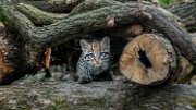 bru-ocelot-KEYRA01
