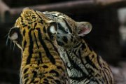 bru-ocelot004