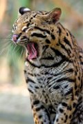 bru-ocelot008