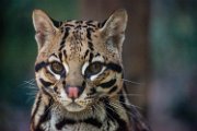 bru-ocelot014