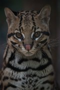 bru-ocelot019