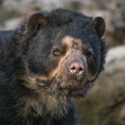 bru-orso05