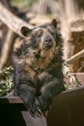 bru-orso08